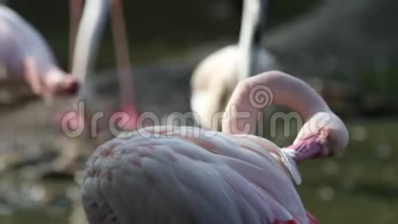 动物园里美丽的一群粉红色的火烈鸟独自一只粉红色的火烈鸟腓尼基翅目鸟站着梳理羽毛视频的预览图