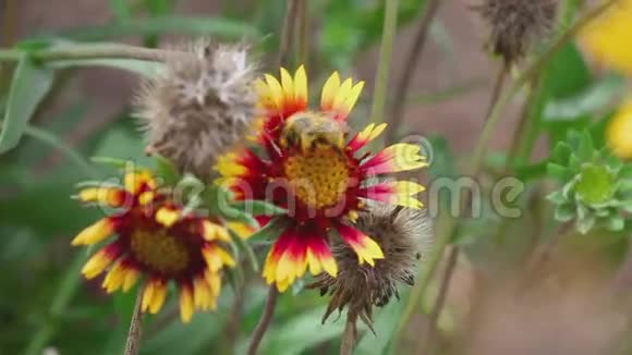 大黄蜂在一个花瓜虫上视频的预览图