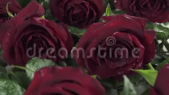 背景红玫瑰与水滴慢动作股票录像视频的预览图