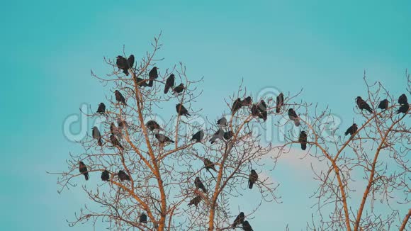 鸟儿啼叫蓝天秋天从树上起飞一群乌鸦黑鸟干树鸟类生活方式视频的预览图