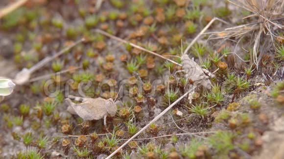 在草地上昆虫蚱蜢视频的预览图
