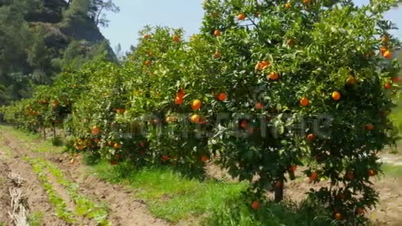 春天晴天树枝上的橙果视频的预览图