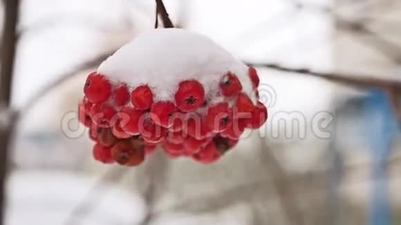 第一场雪覆盖着罗湾的红束树枝视频的预览图