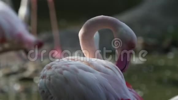动物园里美丽的一群粉红色的火烈鸟独自一只粉红色的火烈鸟腓尼基翅目鸟站着梳理羽毛视频的预览图