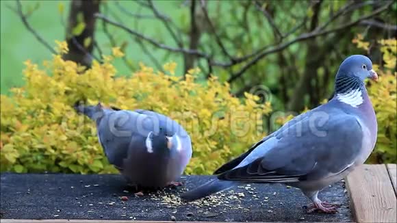 木鸽吃鸟种视频的预览图