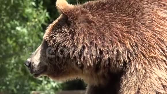 棕熊野生动物视频的预览图