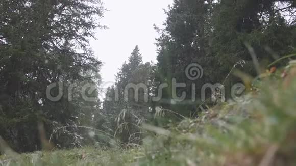 森林里的第一场雪视频的预览图