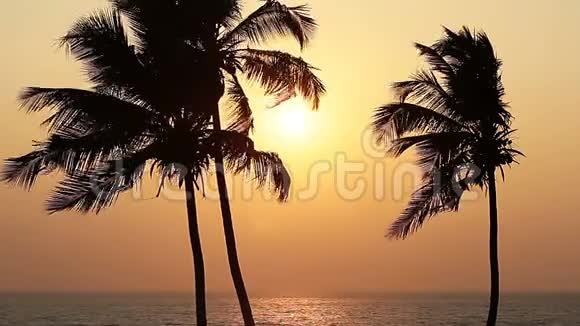 棕榈树在日落时剪影视频的预览图