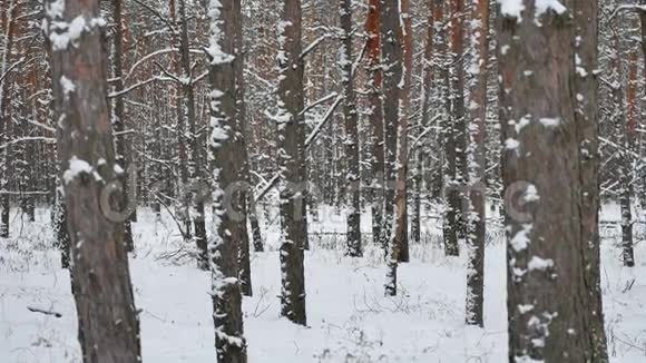 松树干树冬林野生自然景观视频的预览图