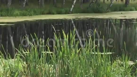 池塘的杂草丛生视频的预览图