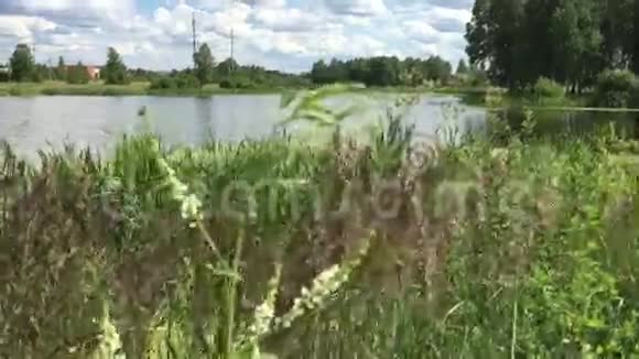 池塘的杂草丛生视频的预览图