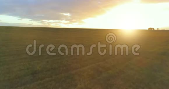 在阳光明媚的夏季傍晚飞行在乡村夏日景观之上有着无尽的黄色田野秋季农业农田视频的预览图