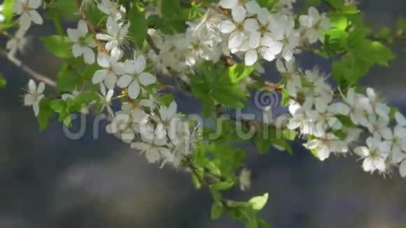 朵朵树春江视频的预览图