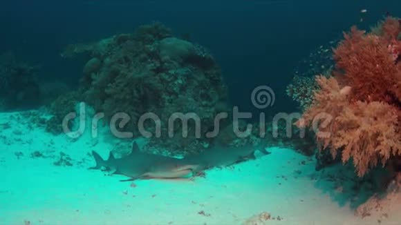 沙底白尖礁鲨鱼视频的预览图