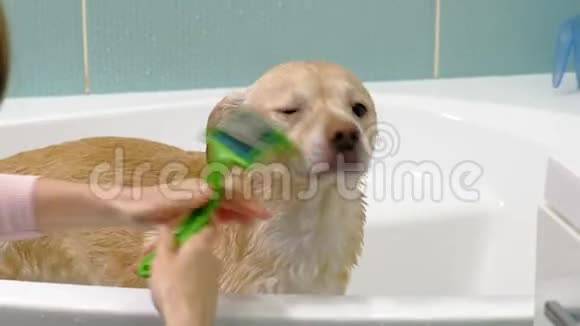女人在浴室里洗狗宠物护理视频的预览图
