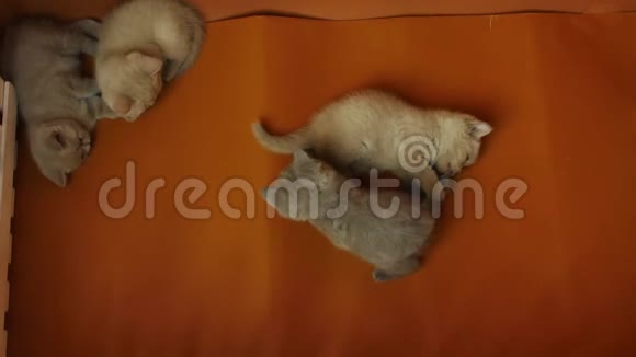 小猫在橙色背景下一起玩视频的预览图