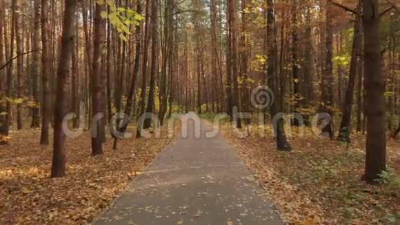 秋季落叶林沥青路视频的预览图