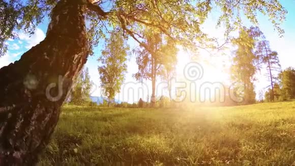 阳光明媚的乡村草地在山上有绿草树木和阳光运动滑块对角线运动视频的预览图