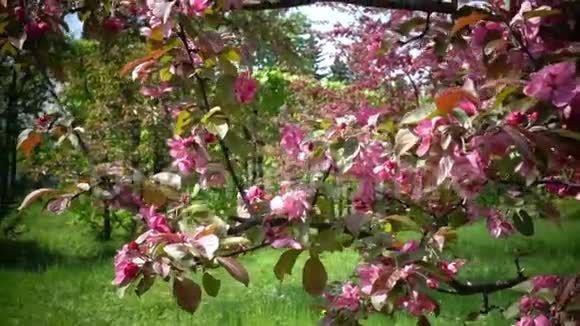 春天花园里盛开的红蟹苹果树视频的预览图
