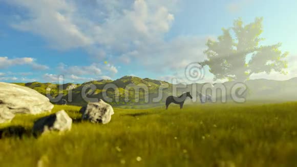 两匹马在绿色的草地和生命之树上美丽的早晨视频的预览图