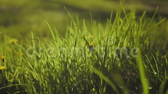 花园里鲜艳的绿草视频的预览图