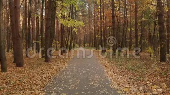 秋季落叶林沥青路视频的预览图