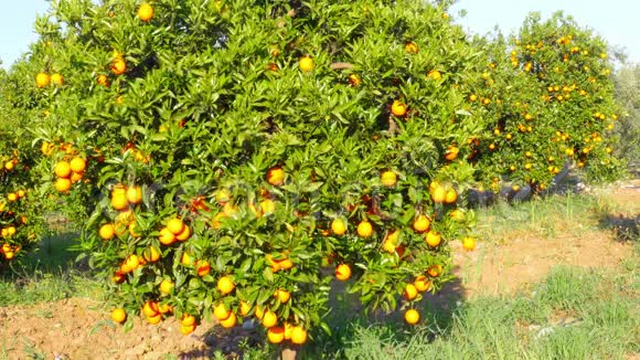 春天晴天树枝上的橙果视频的预览图