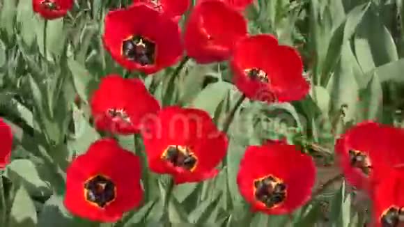 红色郁金香在风中摆动视频的预览图