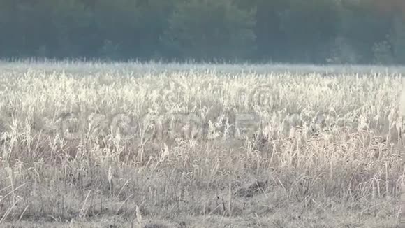 草地上美丽的早晨视频的预览图