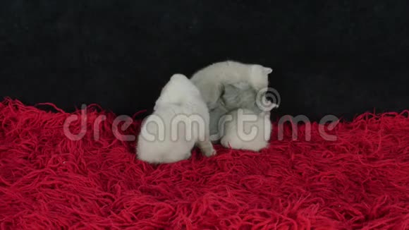 四只小猫一起在地毯上玩耍视频的预览图
