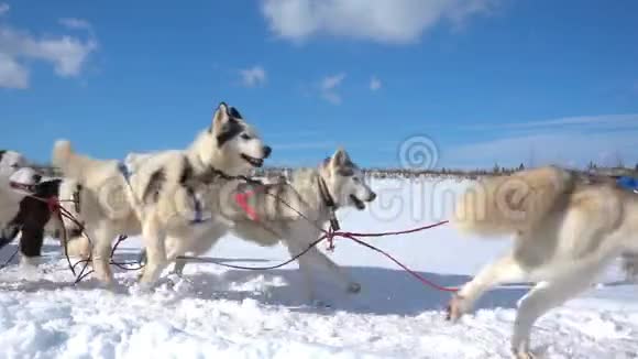 狗所驾驭的狗会滋生带有人的哈士奇拉力雪橇慢动作视频循环视频的预览图