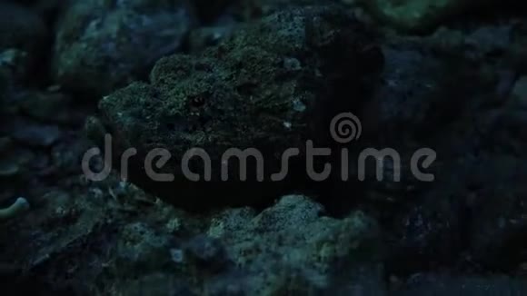 神奇的鱼在红海里游泳视频的预览图