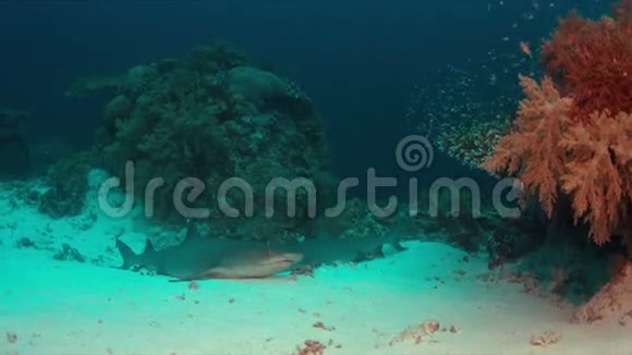 沙底白尖礁鲨鱼视频的预览图