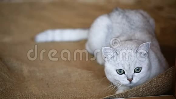 一只美丽的幼猫一只直的苏格兰幼猫视频的预览图