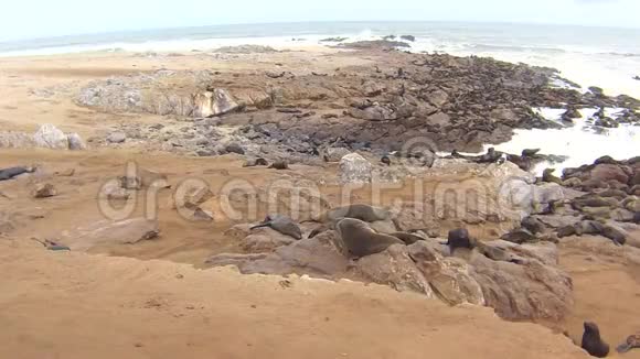 纳米比亚骷髅海岸大西洋海滩上的海角海豹毛头虫菌落视频的预览图