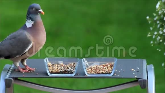 吃鸟籽的木鸽视频的预览图