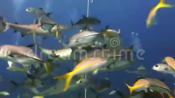 潜水鲨鱼喂食表演潜水员鲨鱼视频的预览图