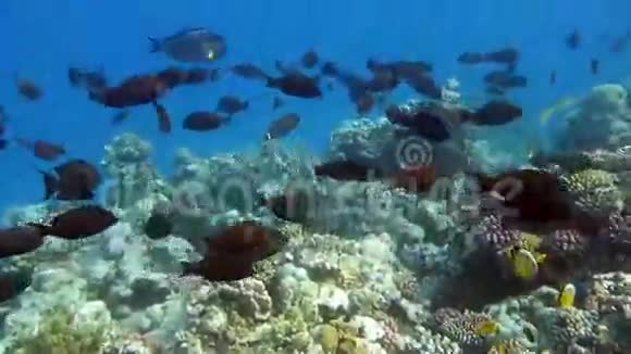 热带鱼珊瑚礁片段视频的预览图