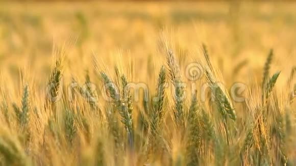 神奇的金色阳光照射在麦田上小麦作物在田野上蔓延视频的预览图