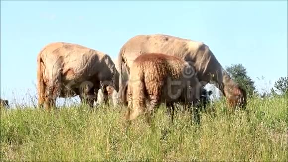 绵羊在吃草视频的预览图
