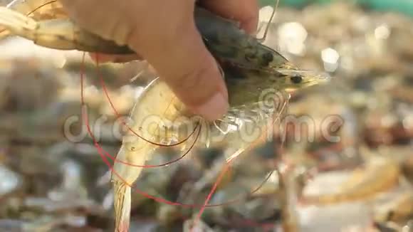在池塘里养殖白腿虾视频的预览图
