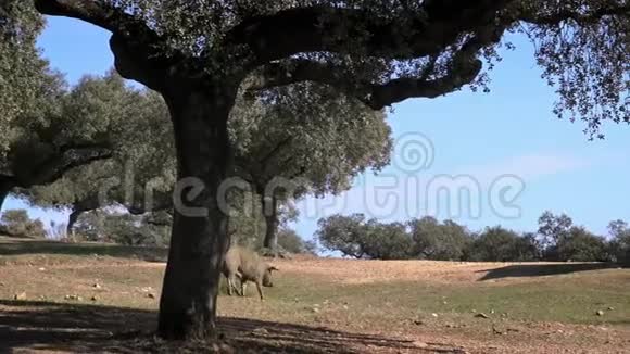 4K黑伊比利亚猪穿过西班牙德赫萨风景中的橡树视频的预览图