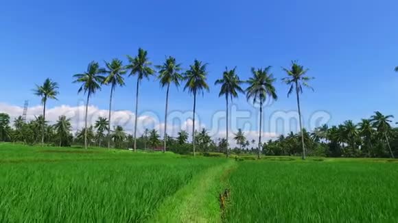 印尼爪哇的稻田视频的预览图