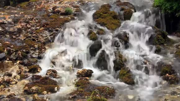 森林溪流瀑布被植被包围视频的预览图