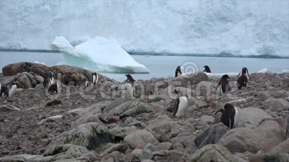 企鹅在巢里视频的预览图