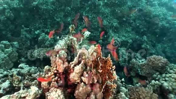 不同珊瑚背景下的亮鱼流派红海视频的预览图