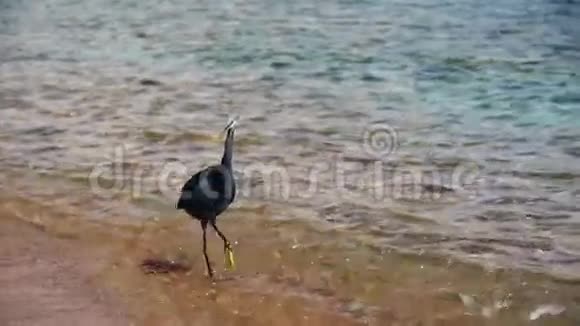 埃及红海海滩上的海礁猎鱼群慢动作视频的预览图