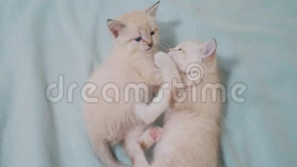 两只小白猫在床上玩打架的搞笑视频白猫两只小猫睡觉咬人视频的预览图