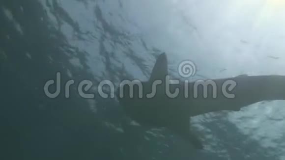 鲸鲨海在马尔代夫清澈碧水的背景下视频的预览图