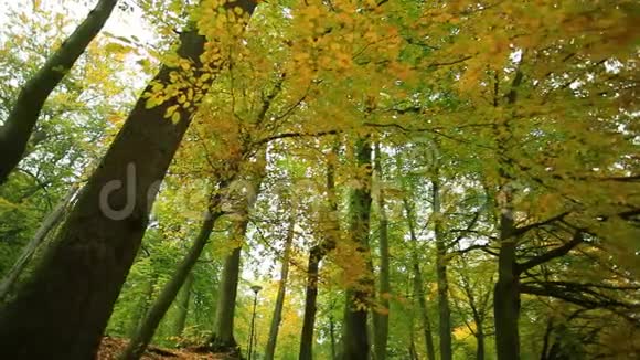 公园里美丽的秋树视频的预览图